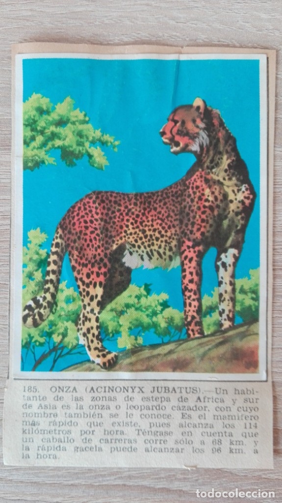 Sammeln alte Sammelbilder: CROMO N&ordm; 185 ONZA-&Aacute;LBUM MAGA-A&Ntilde;O 1967-LA NATURALEZA Y EL HOMBRE.