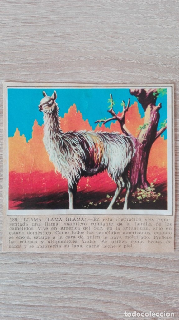 Sammeln alte Sammelbilder: CROMO N&ordm; 188-LLAMA-LAMA GLAMA-&Aacute;LBUM MAGA-A&Ntilde;O 1967-LA NATURALEZA Y EL HOMBRE.