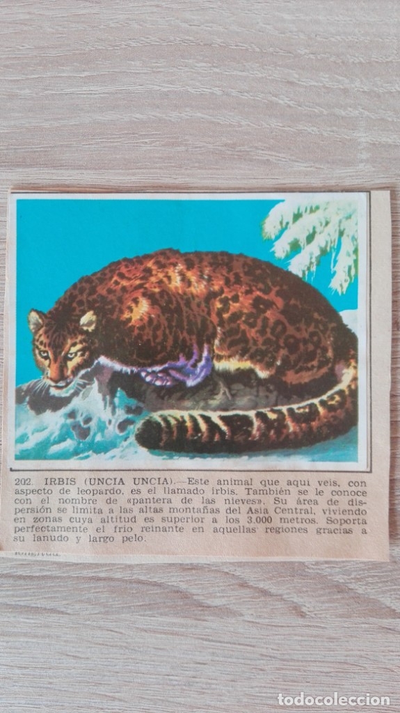Colecionismo Cromos antigos: CROMO N&ordm; 202 IRBIS-&Aacute;LBUM MAGA-A&Ntilde;O 1967-LA NATURALEZA Y EL HOMBRE.