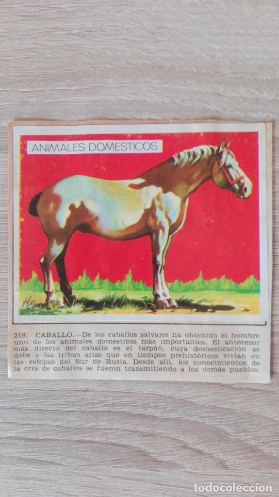 Sammeln alte Sammelbilder: CROMO N&ordm; 218 CABALLO-&Aacute;LBUM MAGA-A&Ntilde;O 1967-LA NATURALEZA Y EL HOMBRE.