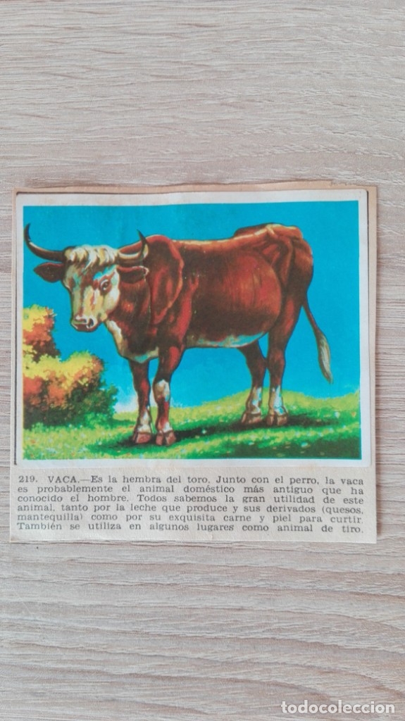 Sammeln alte Sammelbilder: CROMO N&ordm; 219 VACA-&Aacute;LBUM MAGA-A&Ntilde;O 1967-LA NATURALEZA Y EL HOMBRE.