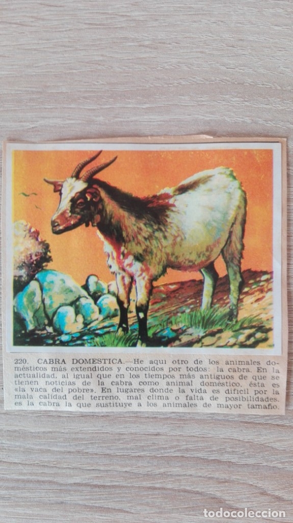 Sammeln alte Sammelbilder: CROMO N&ordm; 220 CABRA DOM&Eacute;STICA-&Aacute;LBUM MAGA-A&Ntilde;O 1967-LA NATURALEZA Y EL HOMBRE.