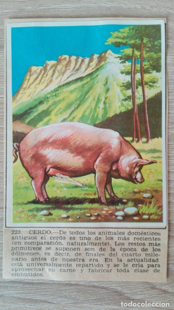 Sammeln alte Sammelbilder: CROMO N&ordm; 223 CERDO-&Aacute;LBUM MAGA-A&Ntilde;O 1967-LA NATURALEZA Y EL HOMBRE.