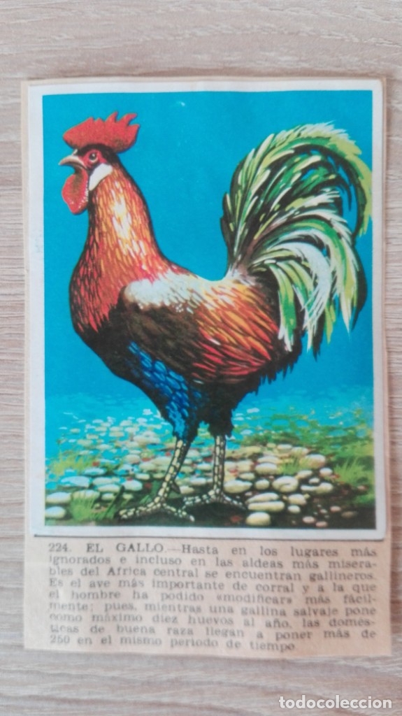Sammeln alte Sammelbilder: CROMO N&ordm; 224 EL GALLO-&Aacute;LBUM MAGA-A&Ntilde;O 1967-LA NATURALEZA Y EL HOMBRE.
