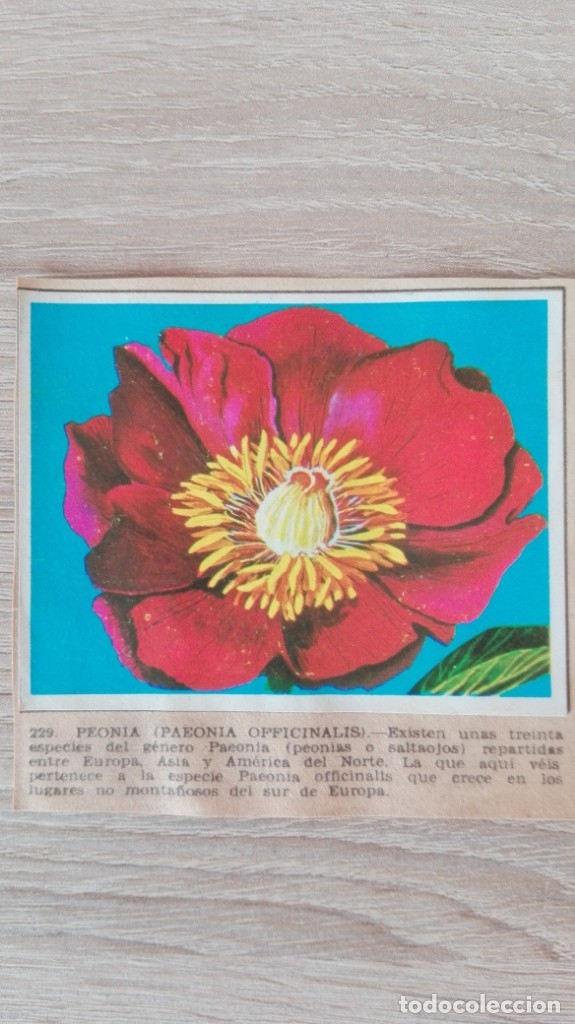 Colecionismo Cromos antigos: CROMO N&ordm; 229 PEONIA-&Aacute;LBUM MAGA-A&Ntilde;O 1967-LA NATURALEZA Y EL HOMBRE.