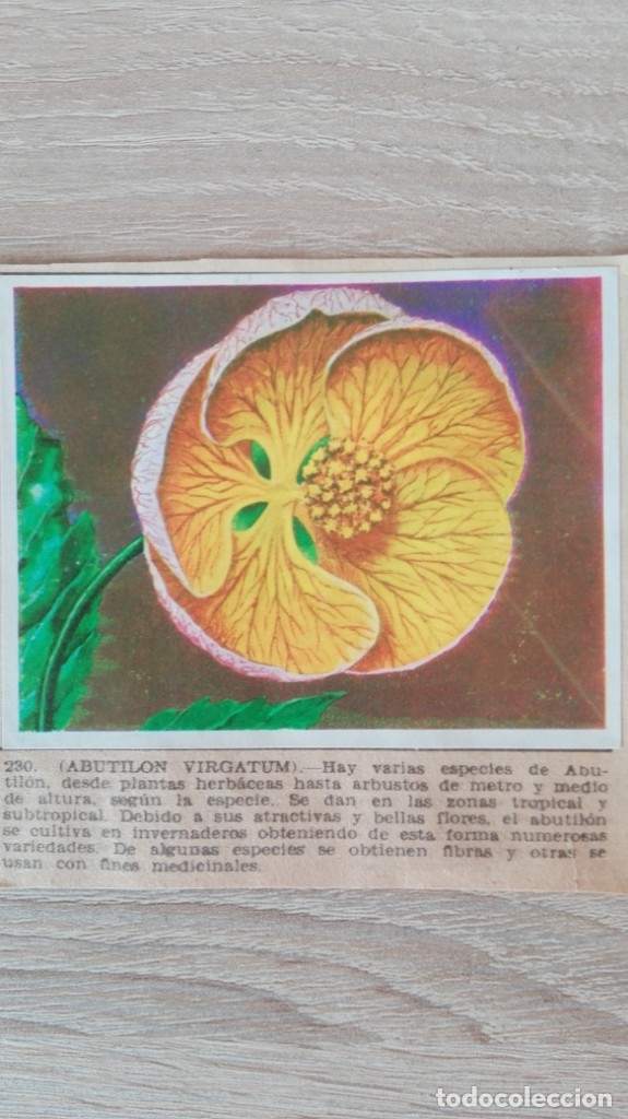 Sammeln alte Sammelbilder: CROMO N&ordm; 230 ABUTIL&Oacute;N VIRGATUM-&Aacute;LBUM MAGA-A&Ntilde;O 1967-LA NATURALEZA Y EL HOMBRE.