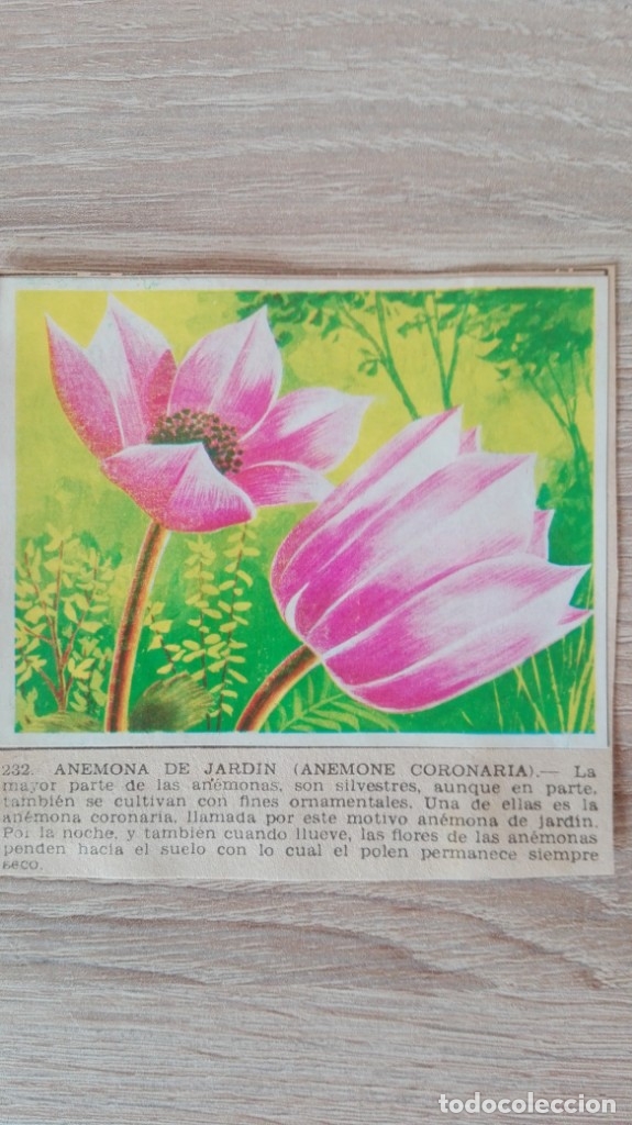 Sammeln alte Sammelbilder: CROMO N&ordm; 232-AN&Eacute;MONA DE JARD&Iacute;N-&Aacute;LBUM MAGA-A&Ntilde;O 1967-LA NATURALEZA Y EL HOMBRE.
