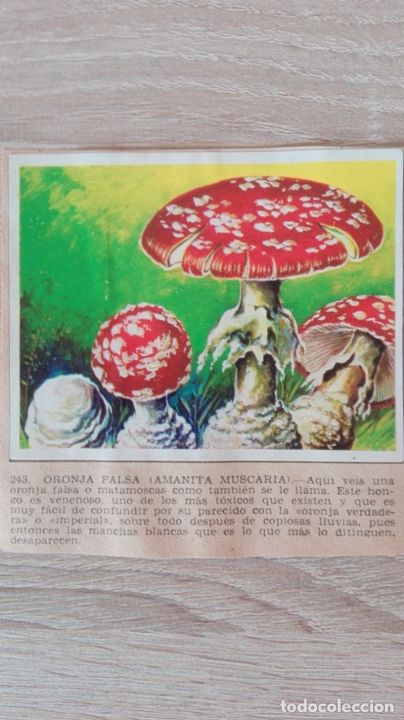 Sammeln alte Sammelbilder: CROMO N&ordm; 243 ORONJA FALSA-&Aacute;LBUM MAGA-A&Ntilde;O 1967-LA NATURALEZA Y EL HOMBRE.