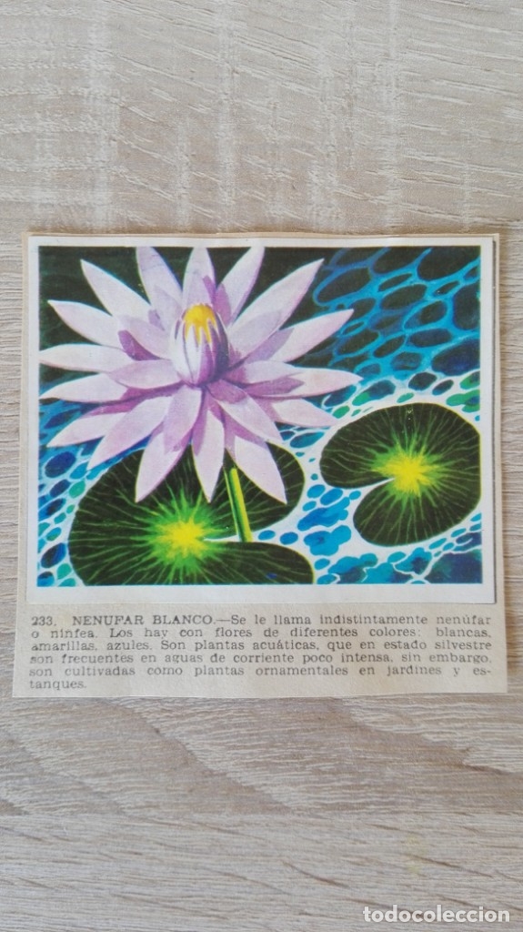 Sammeln alte Sammelbilder: CROMO N&ordm; 233 NEN&Uacute;FAR BLANCO-&Aacute;LBUM MAGA-A&Ntilde;O 1967-LA NATURALEZA Y EL HOMBRE.
