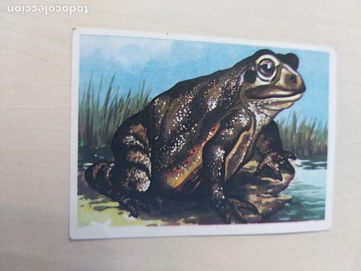 Collectionnisme Cartes &agrave; collectionner anciennes: CROMO N&ordm; 110 - ALBUM VISION DE LA NATURALEZA - MAGA 1978 - SIN PEGAR -