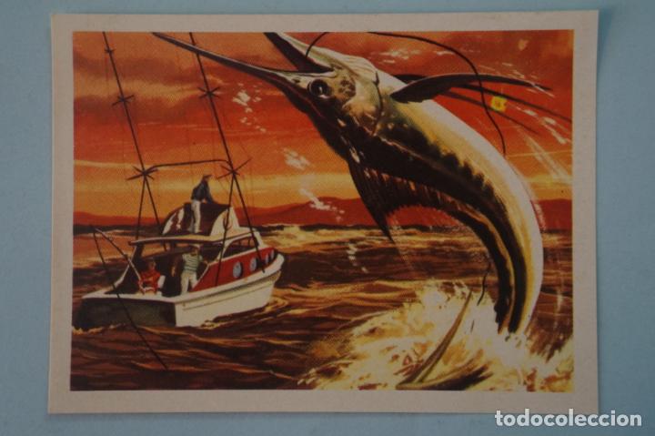 Coleccionismo cromos antiguos: CROMO DE EL MAR FUENTE DE VIDA DESPEGADO N&ordm; 111 A&Ntilde;O 1973 DEL ALBUM EL MAR FUENTE DE VIDA