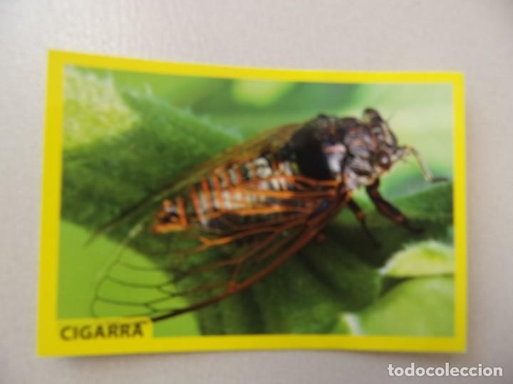 Coleccionismo cromos antiguos: AMICI CUCCIOLOTTI PANINI A&Ntilde;O 2015 NUM 21 CIGARRA - Foto 1