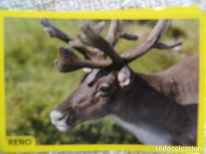 Coleccionismo cromos antiguos: AMICI CUCCIOLOTTI PANINI A&Ntilde;O 2015 NUM 47 RENO - Foto 1