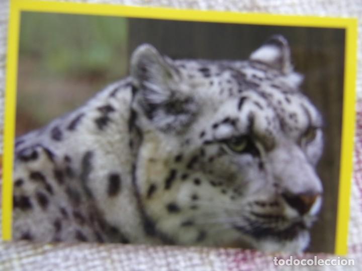 Coleccionismo cromos antiguos: AMICI CUCCIOLOTTI PANINI A&Ntilde;O 2015 NUM 60 - Foto 1