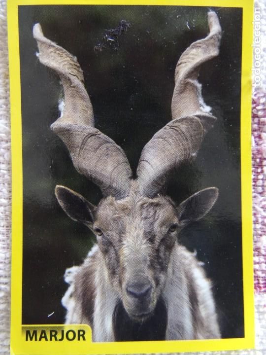 Coleccionismo cromos antiguos: AMICI CUCCIOLOTTI PANINI A&Ntilde;O 2015 NUM 62 MARJOR - Foto 1