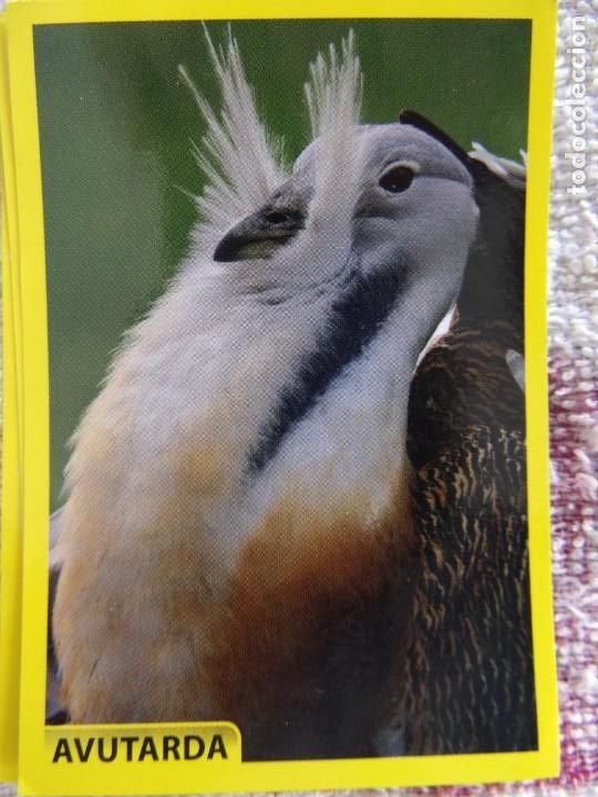 Coleccionismo cromos antiguos: AMICI CUCCIOLOTTI PANINI A&Ntilde;O 2015 NUM 67 AVUTARDA - Foto 1