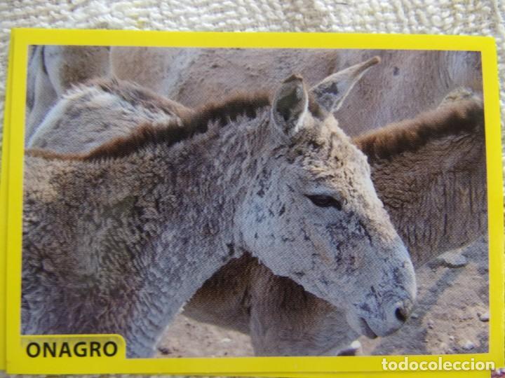 Coleccionismo cromos antiguos: AMICI CUCCIOLOTTI PANINI A&Ntilde;O 2015 NUM 71 ONAGRO - Foto 1