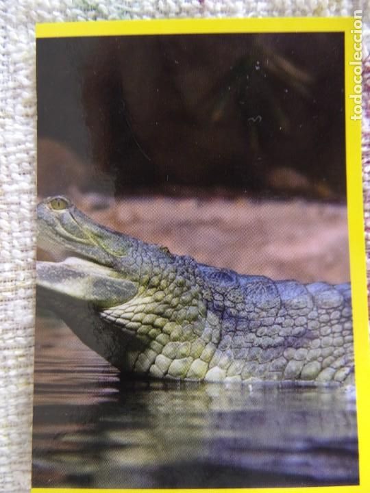 Coleccionismo cromos antiguos: AMICI CUCCIOLOTTI PANINI A&Ntilde;O 2015 NUM 97 - Foto 1