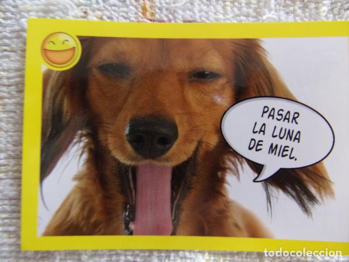 Coleccionismo cromos antiguos: AMICI CUCCIOLOTTI PANINI A&Ntilde;O 2015 NUM 108 - Foto 1
