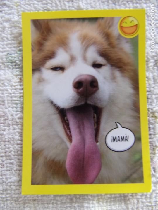 Coleccionismo cromos antiguos: AMICI CUCCIOLOTTI PANINI A&Ntilde;O 2015 NUM 110 - Foto 1