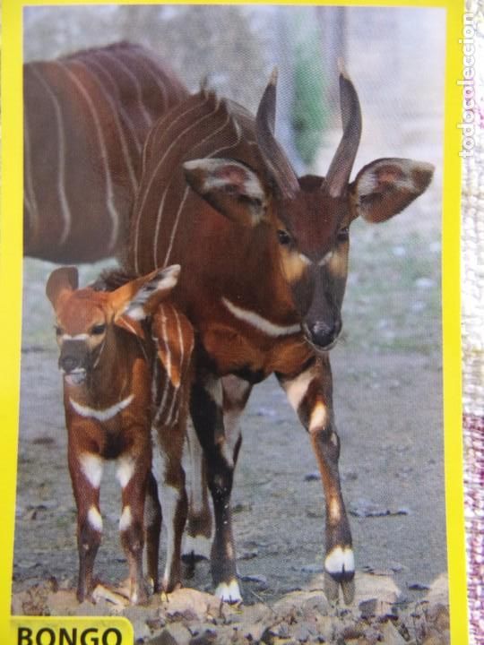 Coleccionismo cromos antiguos: AMICI CUCCIOLOTTI PANINI A&Ntilde;O 2015 NUM 155 BONGO - Foto 1