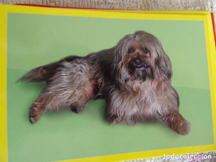 Coleccionismo cromos antiguos: AMICI CUCCIOLOTTI PANINI A&Ntilde;O 2015 NUM 297 - Foto 1