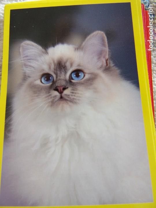 Coleccionismo cromos antiguos: AMICI CUCCIOLOTTI PANINI A&Ntilde;O 2015 NUM 299 - Foto 1