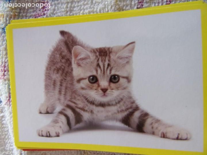 Coleccionismo cromos antiguos: AMICI CUCCIOLOTTI PANINI A&Ntilde;O 2015 NUM 303 - Foto 1