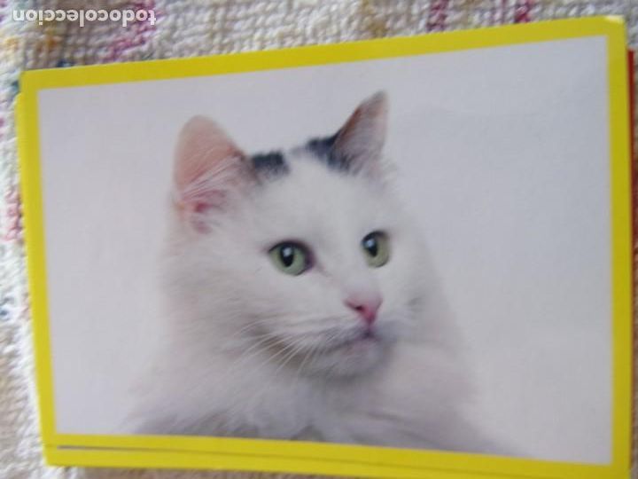 Coleccionismo cromos antiguos: AMICI CUCCIOLOTTI PANINI A&Ntilde;O 2015 NUM 304 - Foto 1