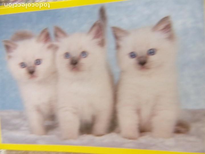 Coleccionismo cromos antiguos: AMICI CUCCIOLOTTI PANINI A&Ntilde;O 2015 NUM 307 - Foto 1