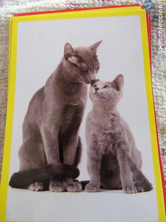 Coleccionismo cromos antiguos: AMICI CUCCIOLOTTI PANINI A&Ntilde;O 2015 NUM 309 - Foto 1