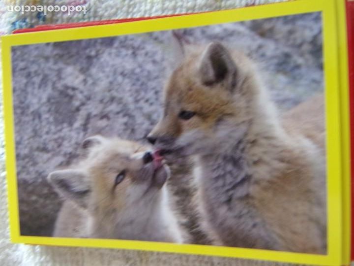 Coleccionismo cromos antiguos: AMICI CUCCIOLOTTI PANINI A&Ntilde;O 2015 NUM 327 - Foto 1