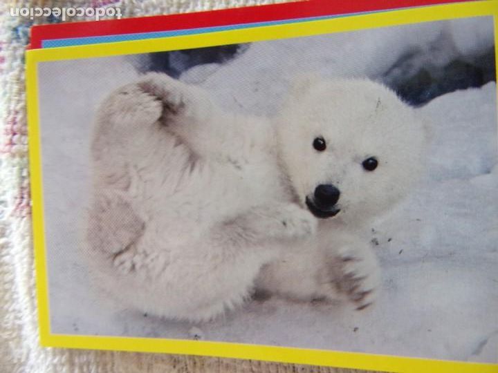 Coleccionismo cromos antiguos: AMICI CUCCIOLOTTI PANINI A&Ntilde;O 2015 NUM 335 - Foto 1