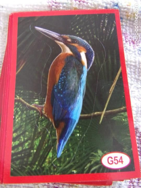 Coleccionismo cromos antiguos: AMICI CUCCIOLOTTI PANINI A&Ntilde;O 2015 G54 - Foto 1