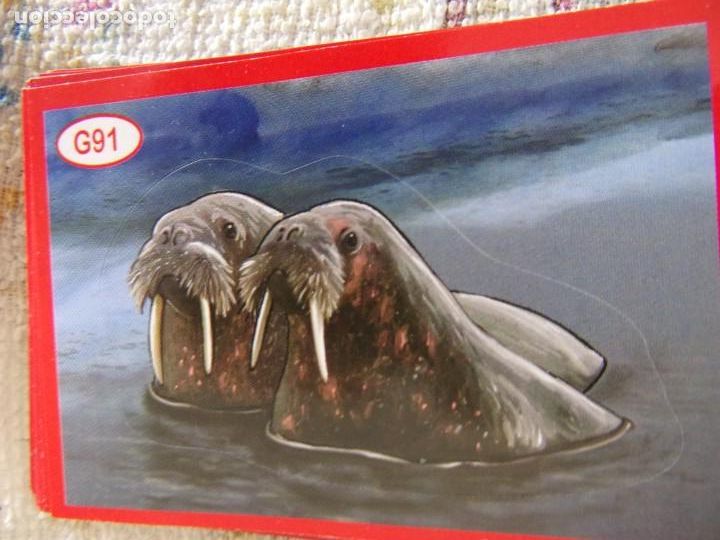 Coleccionismo cromos antiguos: AMICI CUCCIOLOTTI PANINI A&Ntilde;O 2015 G91 - Foto 1