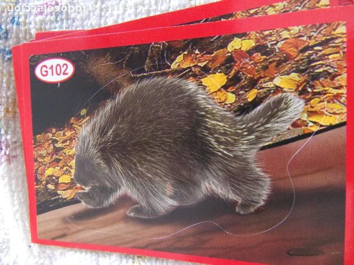Coleccionismo cromos antiguos: AMICI CUCCIOLOTTI PANINI A&Ntilde;O 2015 G102 - Foto 1