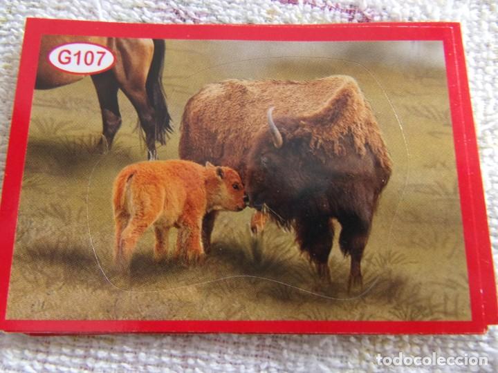 Coleccionismo cromos antiguos: AMICI CUCCIOLOTTI PANINI A&Ntilde;O 2015 G107 - Foto 1