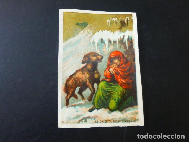 Coleccionismo cromos antiguos: PERRO SAN BERNARDO ANTIGUO CROMO SIGLO XIX