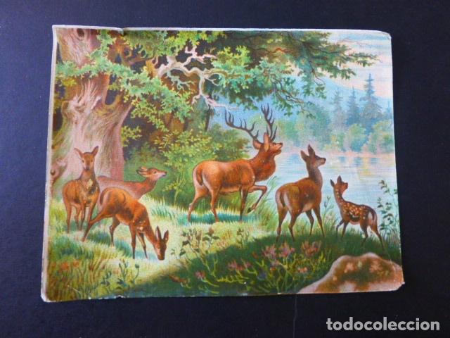 Coleccionismo cromos antiguos: CIERVOS ANTIGUO CROMO SIGLO XIX - Foto 1