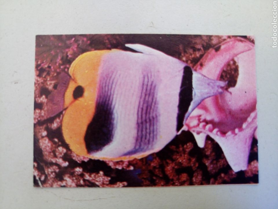 Coleccionismo cromos antiguos: Un cromo phoskitos de phoscao colecci&oacute;n mini album peces mar nuevo nunca pegado n&deg; 6