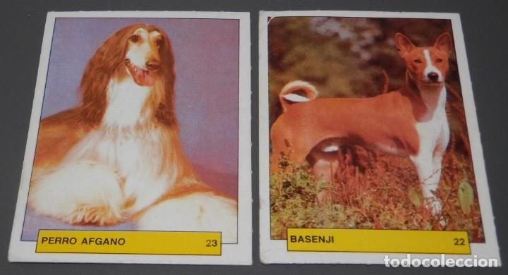 Coleccionismo cromos antiguos: CROMOS DE LA SERIE PERROS DE COMPA&Ntilde;IA -N&ordm; 22-23 - Foto 1