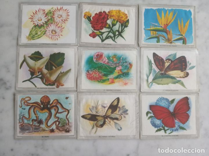 Coleccionismo cromos antiguos: 33 cromos - vida y color - - Foto 1
