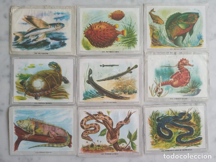 Coleccionismo cromos antiguos: 33 cromos - vida y color - - Foto 2