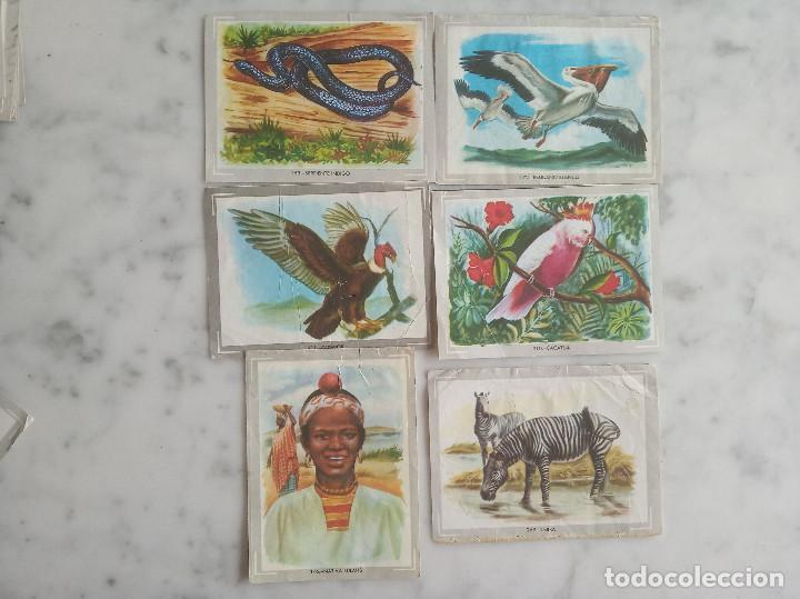 Coleccionismo cromos antiguos: 33 cromos - vida y color - - Foto 3