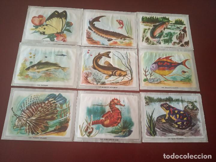 Coleccionismo cromos antiguos: 33 cromos - vida y color - - Foto 4