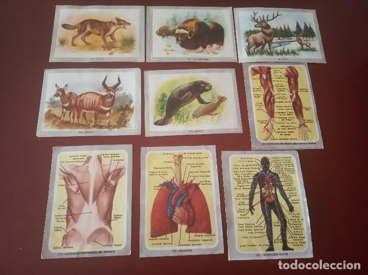 Coleccionismo cromos antiguos: 33 cromos - vida y color - - Foto 5