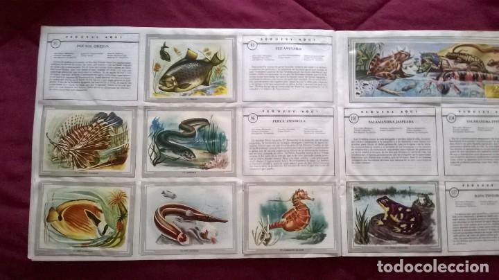 Coleccionismo cromos antiguos: &Aacute;lbum vida y color - Foto 13