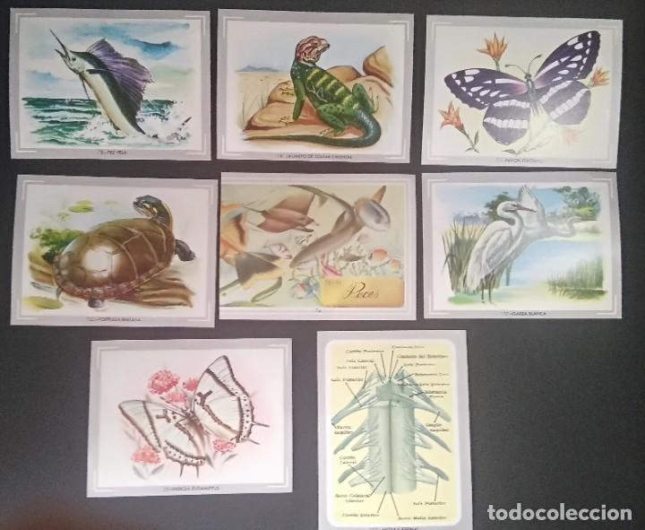 Coleccionismo cromos antiguos: 8 cromos vida y color - Foto 1