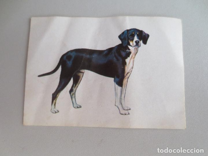 Collezionismo Figurine antiche: dunkers tovare.  35 mis amigos los perros