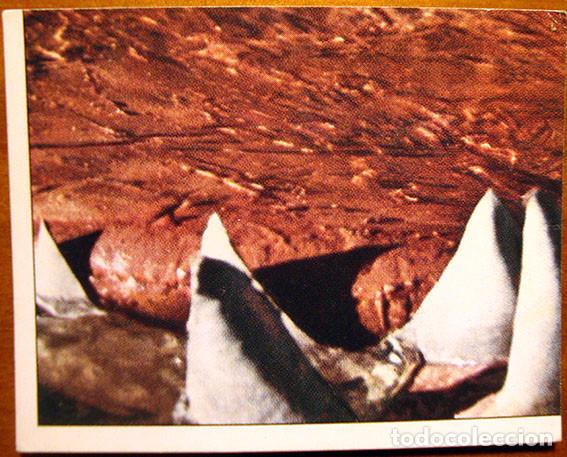 Coleccionismo Cromos antiguos: CROMO ALBUM LAS AVENTURAS DE PINOCHO DE PANINI VULCANO A&Ntilde;O 1972 N&ordm; 351 (NUEVO)